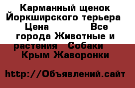 Карманный щенок Йоркширского терьера › Цена ­ 30 000 - Все города Животные и растения » Собаки   . Крым,Жаворонки